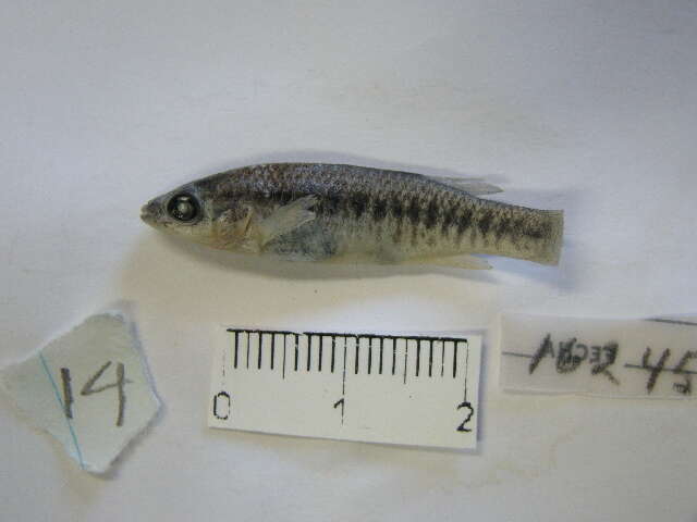 Image of Largelip killifish