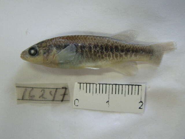 Image of Brownspotted killifish