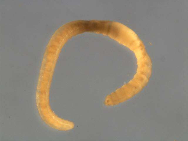 Image of pot-worms