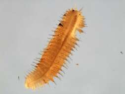 Image of pholoid scaleworms