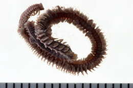 Image of Phyllodocid worms