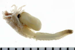 Image of Asabellides