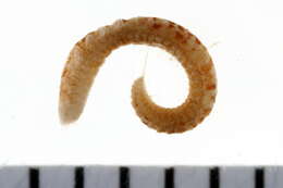 Image of pholoid scaleworms