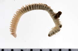 Image of Scolelepis