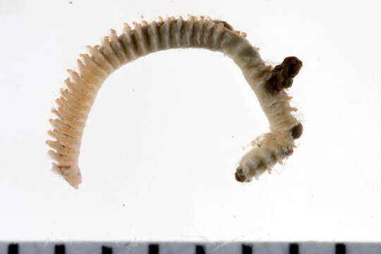 Image of Scolelepis