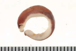 Image of chevon amphiporus