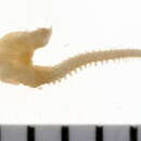 Image of Pseudoscalibregma parvum (Hansen 1879)