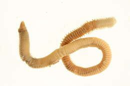 Image of Scoletoma fragilis