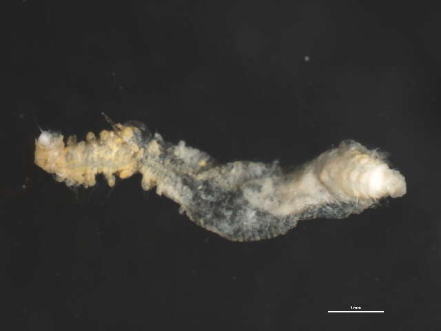 Image of maggot worms