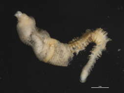 Image of maggot worms