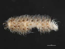 Image of Harmothoe imbricata