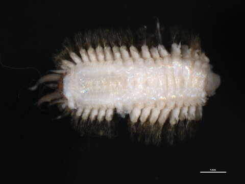 Image of Harmothoe rarispina