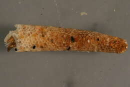 Image of Pectinaria granulata