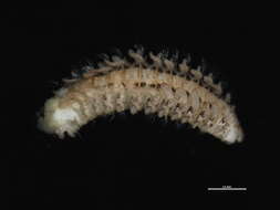 Image of Scolelepis