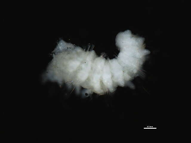 Image of Scolelepis