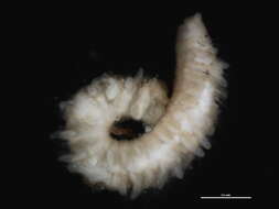 Image of Scolelepis
