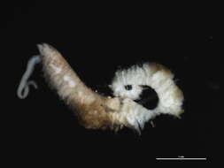 Image of Scolelepis