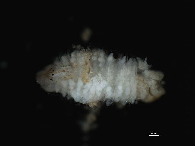 Image of Scolelepis