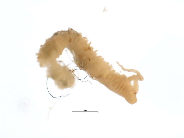 Image of Scolelepis