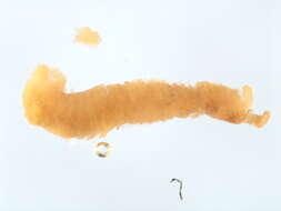 Image of Scolelepis