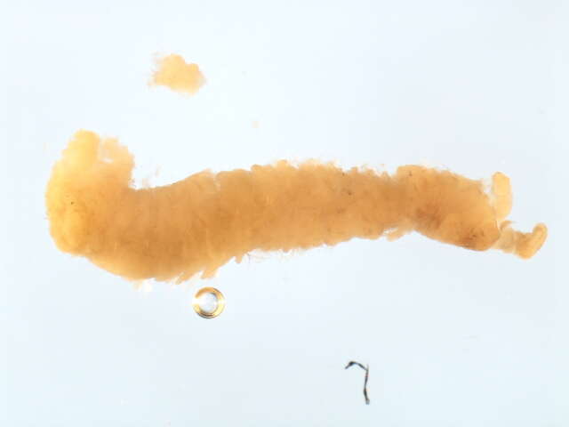 Image of Scolelepis