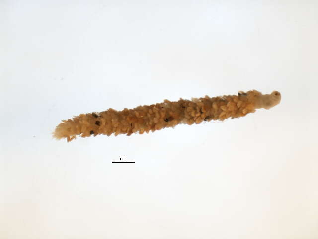 Owenia fusiformis Delle Chiaje 1844 resmi
