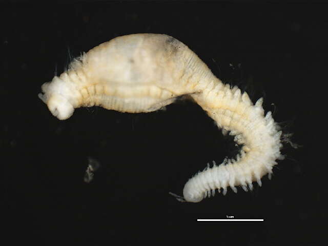 Image of Scalibregma inflatum