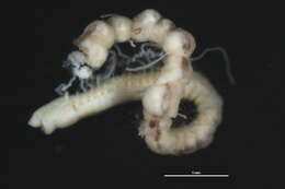 Image of red threads worms