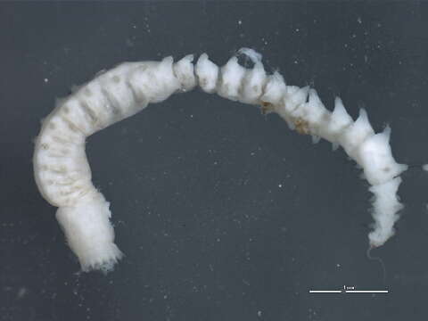 Image de Micronephthys minuta (Théel 1879)