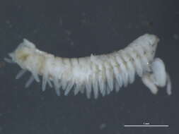Image of Scolelepis