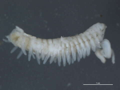 Image of Scolelepis