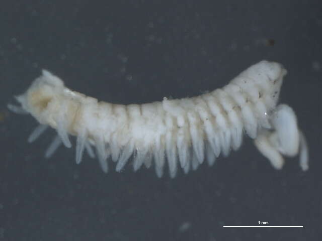 Image of Scolelepis