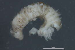 Image of Scolelepis