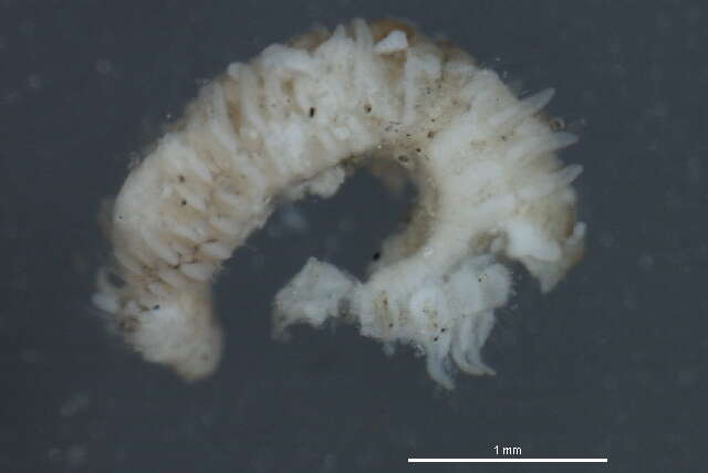 Image of Scolelepis