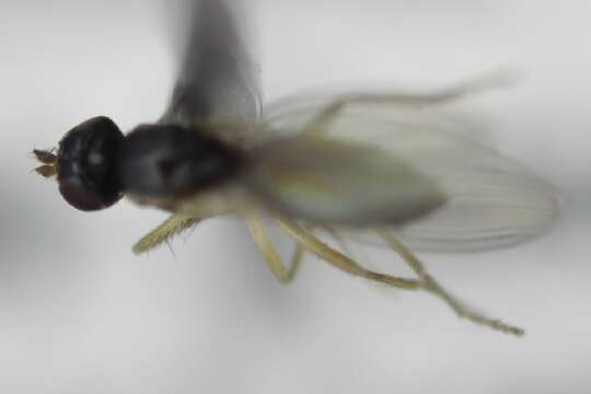 Image of anthomyzid flies