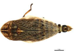 Image of Lepyronia