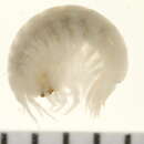 Image of Onisimus litoralis