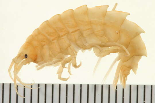 صورة Atylinae Lilljeborg 1865