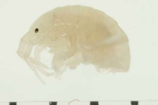 صورة Atylinae Lilljeborg 1865