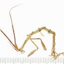 Image of long-horned skeleton shrimp