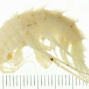 Gammaracanthidae resmi