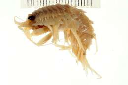 Image of Rhachotropis aculeata (Lepechin 1780)