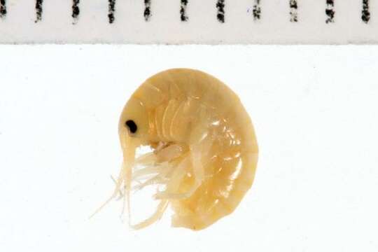 Image of arthropods