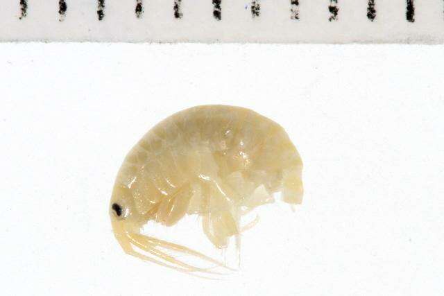 Image of Gammarus tigrinus