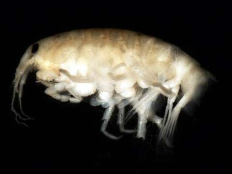 Image of scuds