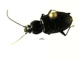 Image of Agonum