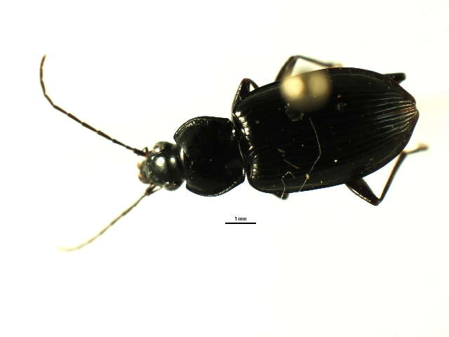 Image of Agonum