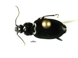 Image of Agonum