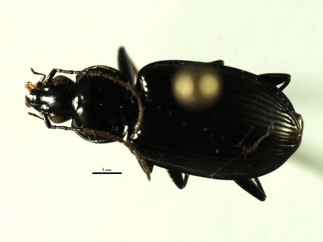 Image of Agonum