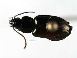 Image of Ground beetle